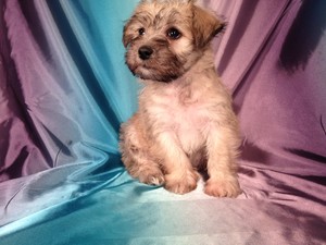Male Schnoodle Puppy for sale #13 Ready October 2012 $750
